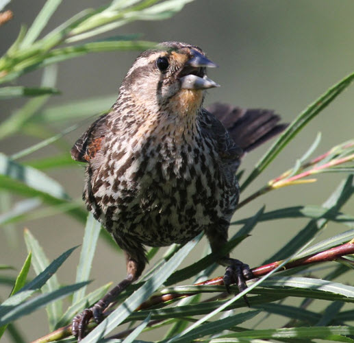 15-bird.jpg