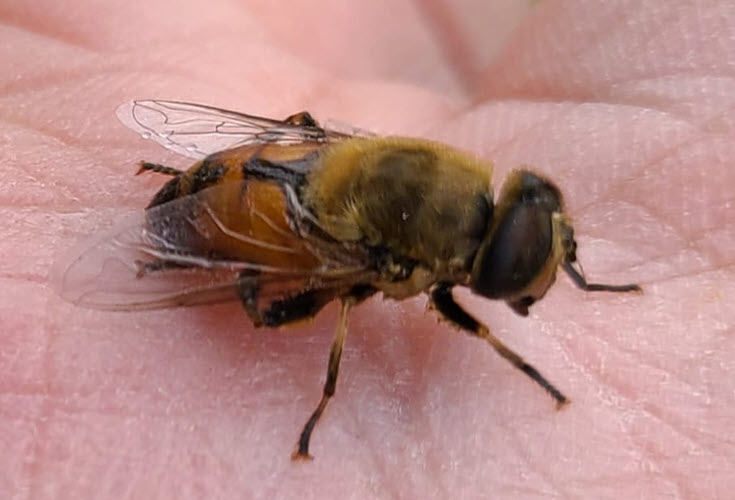 23-bee.jpg