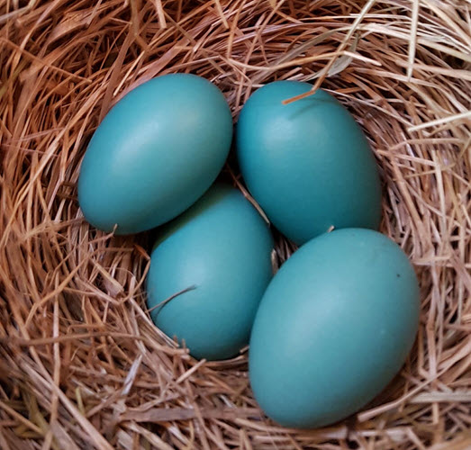 32-robing_eggs.jpg