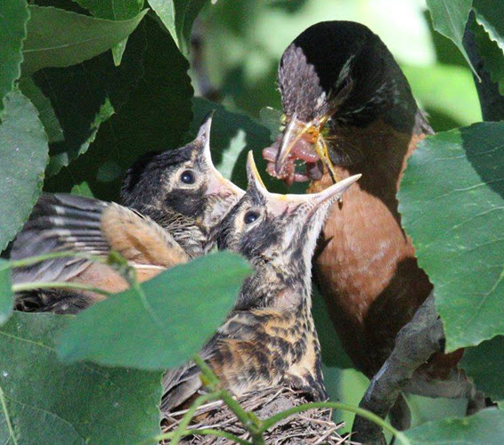 33-robins.jpg