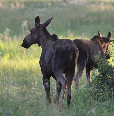 34-moose.jpg