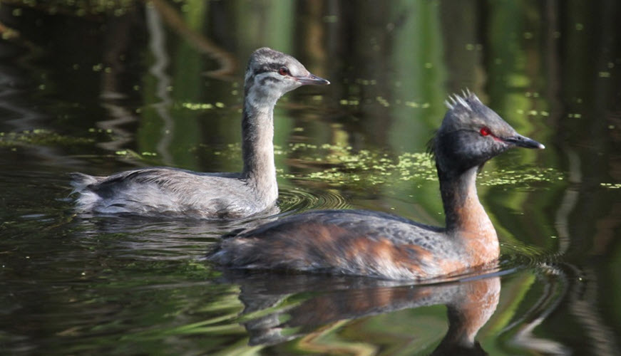 9-birds_1.jpg