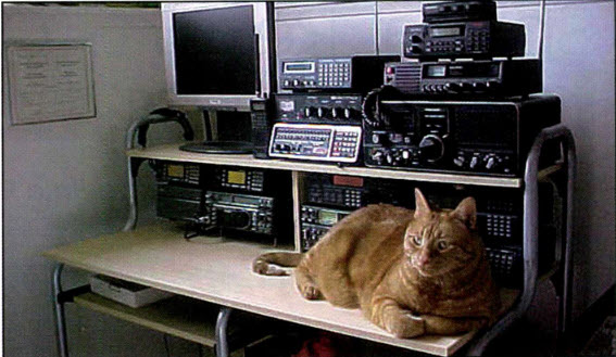 The Shack cat